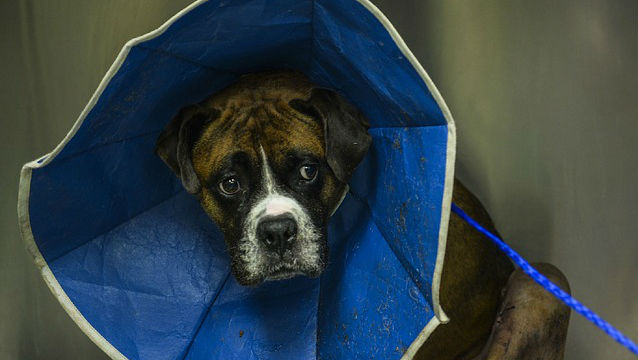 A Boxer wearing a blue cone of shame around its neck after a procedure