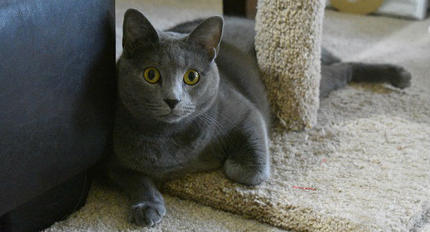 A British shorthair cat with gold eyes is laying on the base of a carpeted cat tree