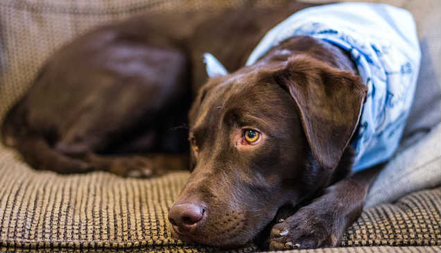 A brown Labrador Retriever wearing a baby blue scarf is resting on a couch