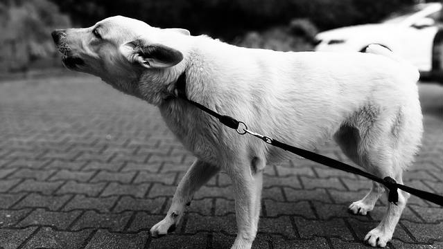 A dog pulling on the leash and barking