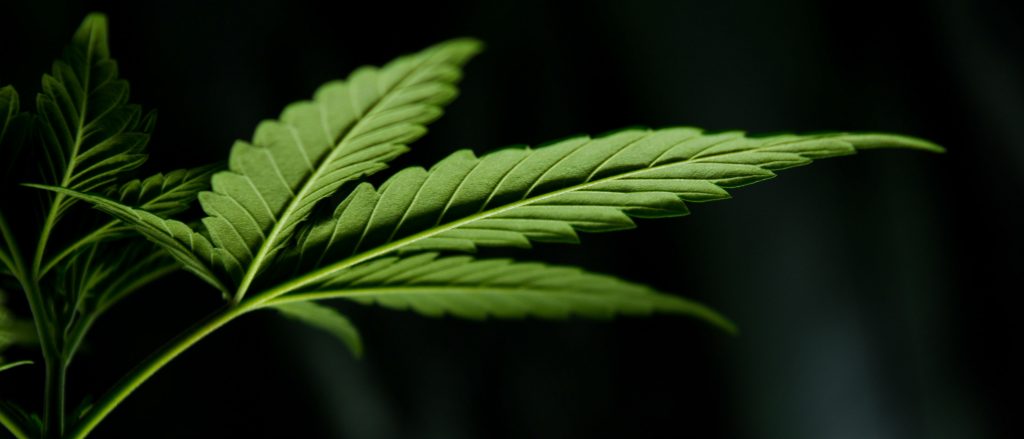 Leaves and stems of a cannabis plant