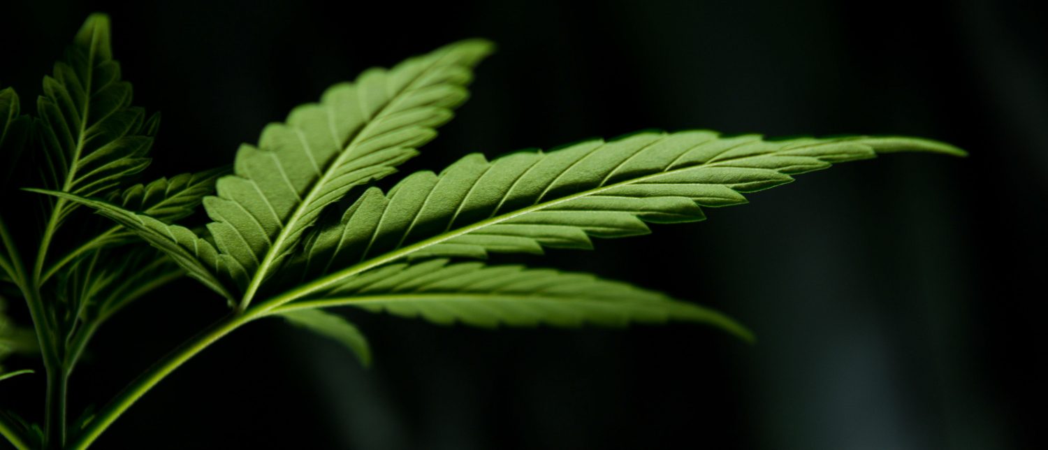 Can I use CBD oil for seizures in dogs? Can I use CBD oil for seizures in dogs?
