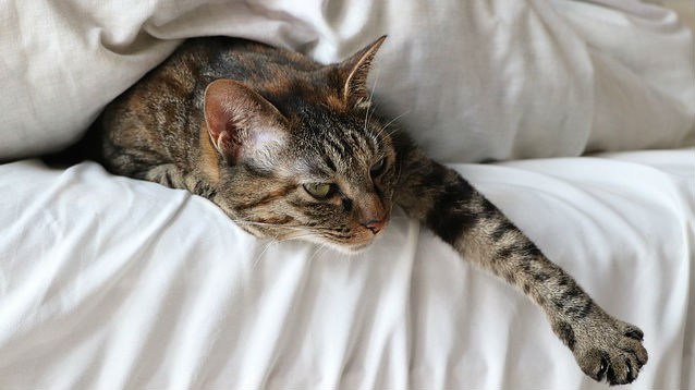 A cat is stretching its arm out that is sandwiched in between a white duvet and mattress in bed