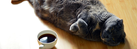 What is causing my cat to have breathing difficulties and suddenly lose weight? What is causing my cat to have breathing difficulties and suddenly lose weight?