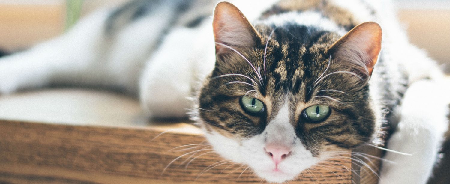 How do I combat my cat’s constipation? How do I combat my cat’s constipation?