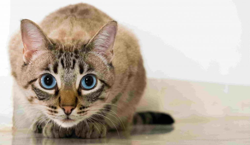 A blue-eyed cat crouching on the floor