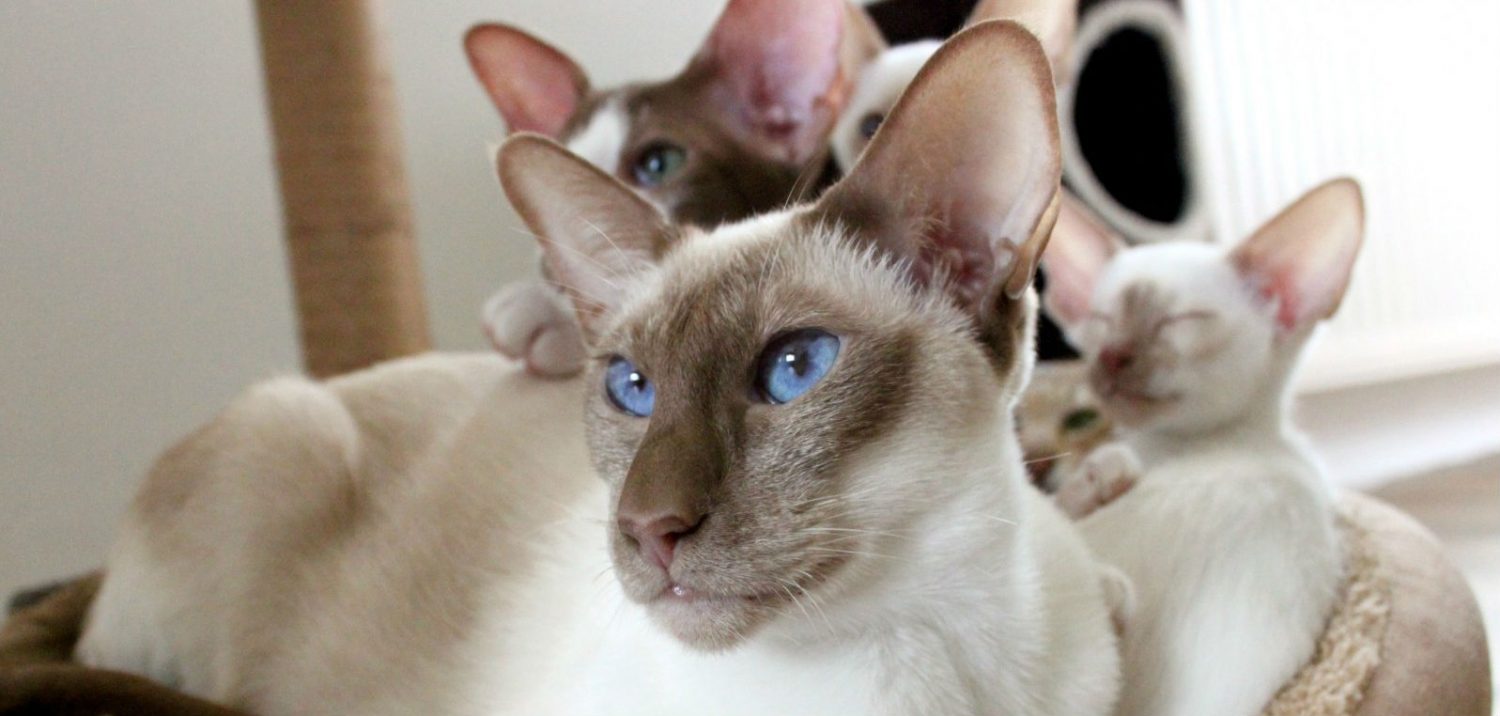 How do I resolve my cat’s ear infection? How do I resolve my cat’s ear infection?