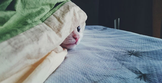 A cat hiding under a green and beige bed cover on a blue mattress