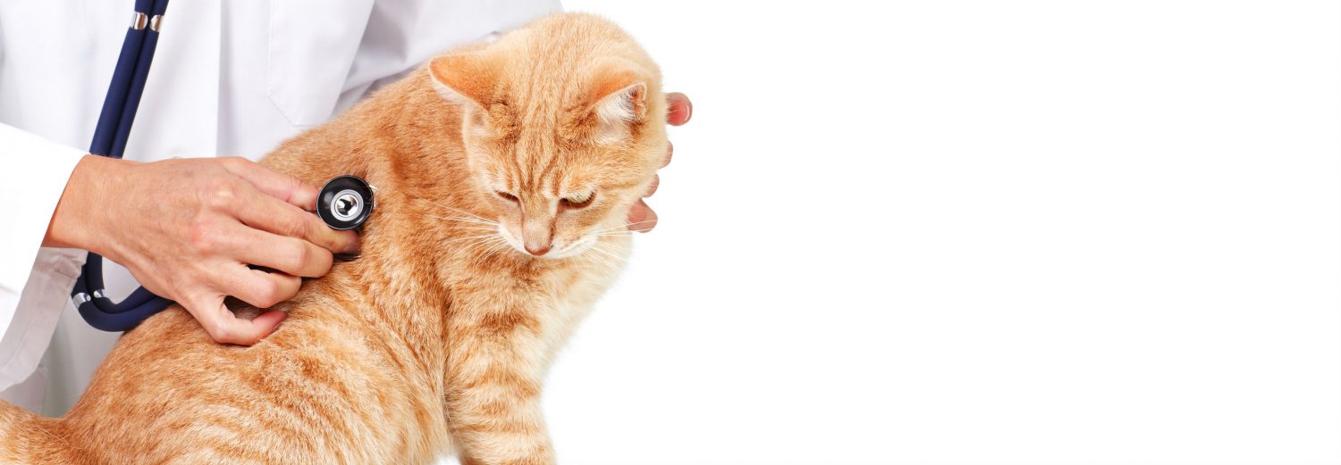 What would be the most non-invasive treatment for a cat that may have inflammatory bowel disease or lymphoma? Endoscopy and bioscopy were suggested.