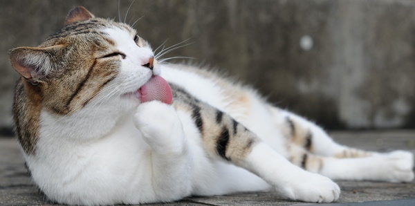 A cat is laying on the ground and licking their paw