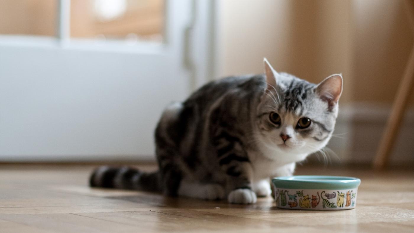 My cat won’t eat and has lost a lot of weight after having problems with his liver and pancreas. What are some treatments that could improve his condition? My cat won’t eat and has lost a lot of weight after having problems with his liver and pancreas. What are some treatments that could improve his condition?