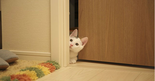 A cat poking its head out of a door