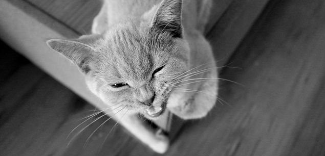 A cat leaning on the edge of a piece of furniture that is snarling