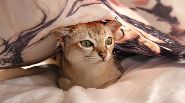 A cat sitting on a bed and hiding under a bed cover with their face and neck exposed