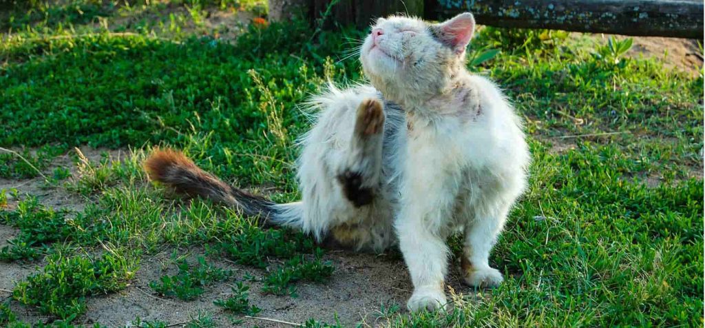 A cat with fleas sitting outside in the grass scratching itself with its hind leg