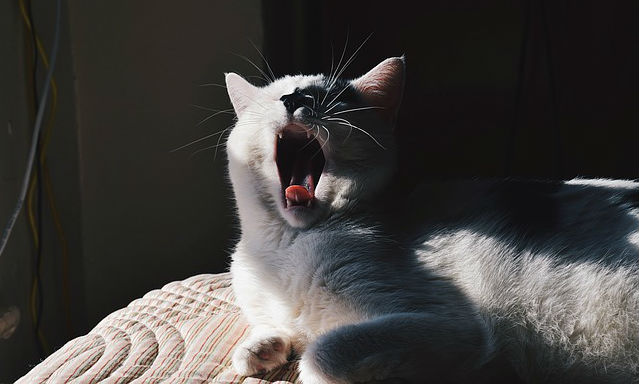 A white cat sitting on a cushion and letting out a big yawn with their mouth wide open and tongue sticking out