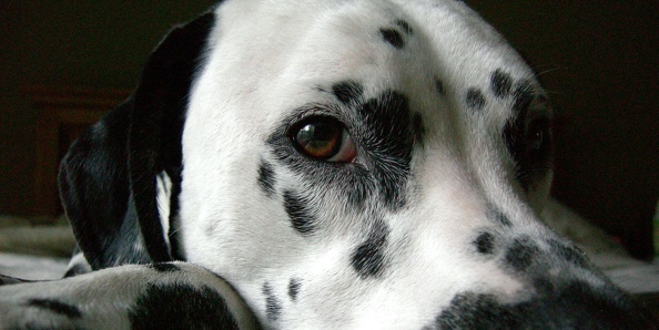 A Dalmation dog is laying down