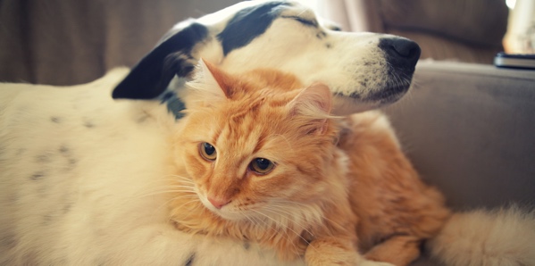 A dog and cat are hugging