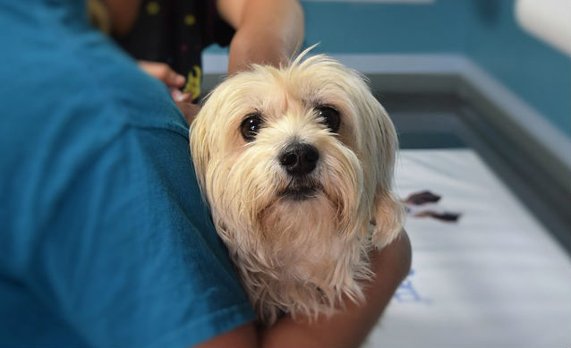 A white haired dog being held in a person's arms at a veterinary clinic