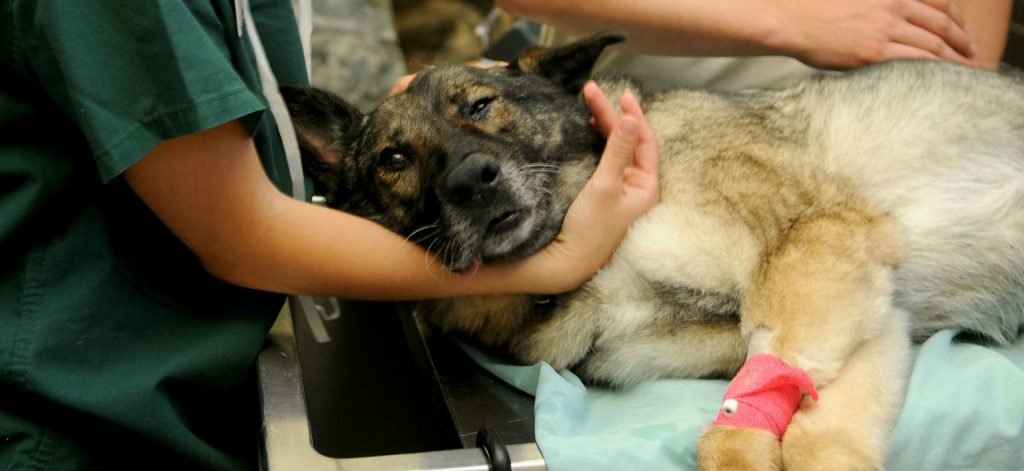 A dog sitting on an exam table having blood drawn at a veterinary clinic