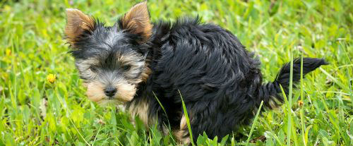 A dog is crouched down defecating in the grass