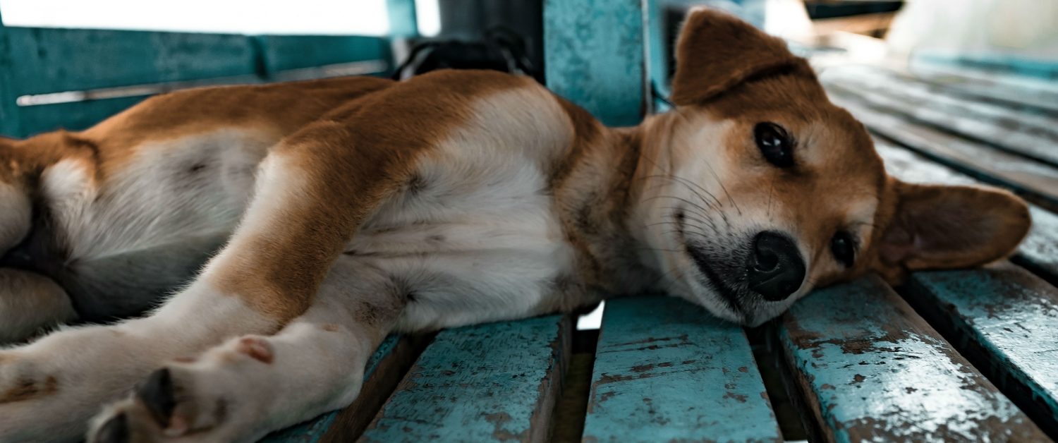 How do you treat dog diarrhea and when should you go see a veterinarian? How do you treat dog diarrhea and when should you go see a veterinarian?