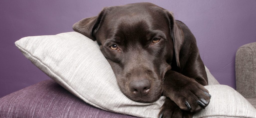 giardia in dogs treatment