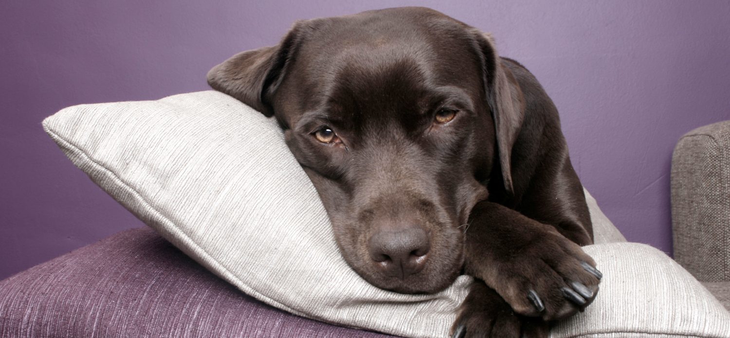 Our dog's Giardia won't go away. Are there any other dog giardia treatments that are natural?