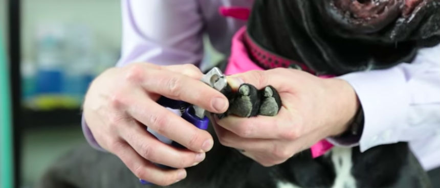 A veterinarian demonstrating how to cut the nails of a difficult dog