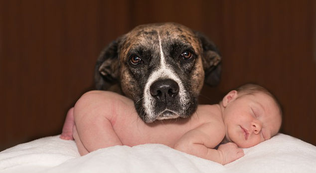 A dog resting its over top of a newborn baby's back