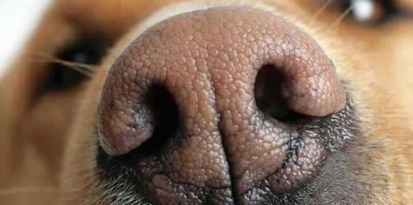 A close-up of a dog's nose