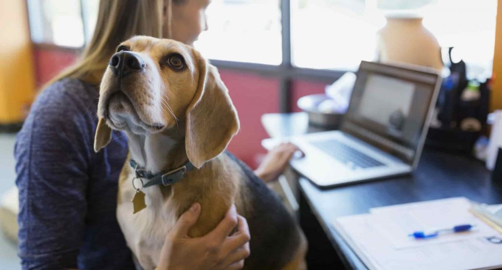 A dog with its head tilted up is sitting on their owners while they check the computer