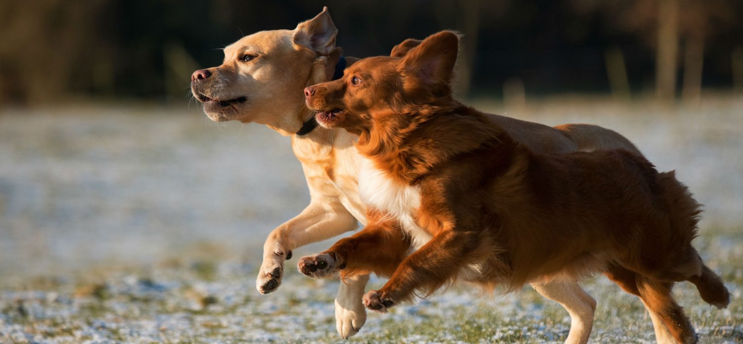 What treatment options are available for dogs with patellar luxation? What treatment options are available for dogs with patellar luxation?