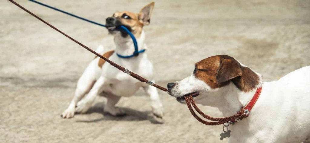 Two dogs pulling on a brown and blue leash with their mouths