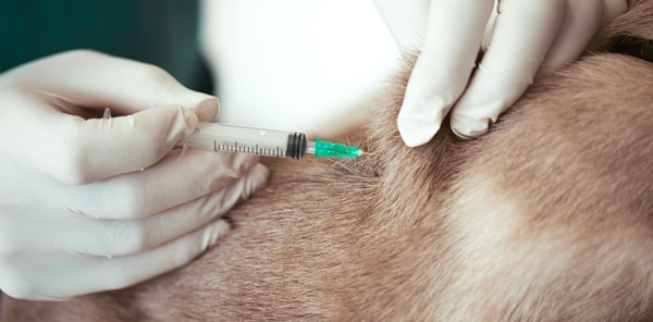 A dog is receiving a vaccination