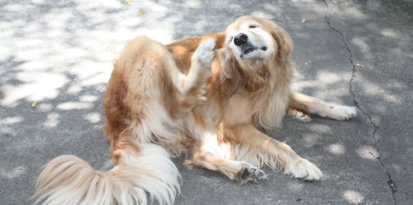 A dog is sitting on the pavement and scratching their ear