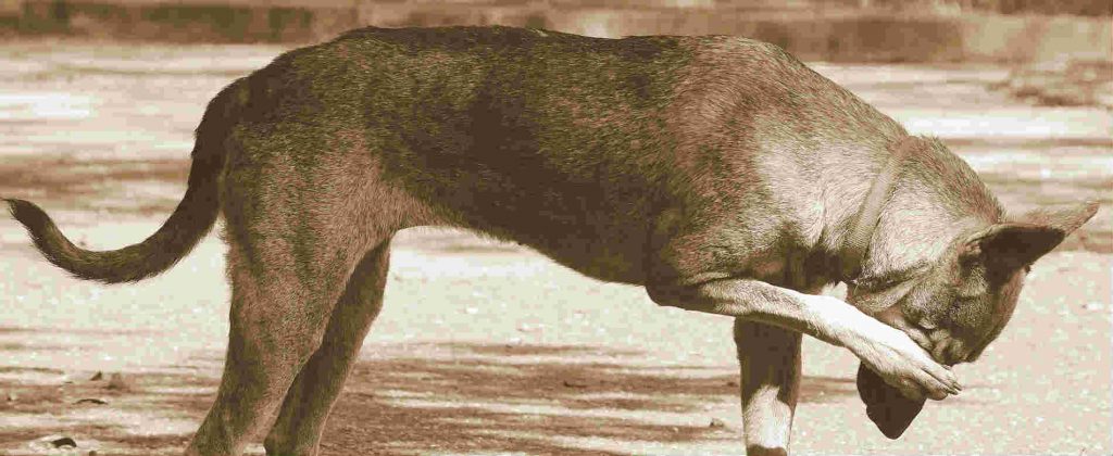 A dog with food allergies scratching its face with its front paw