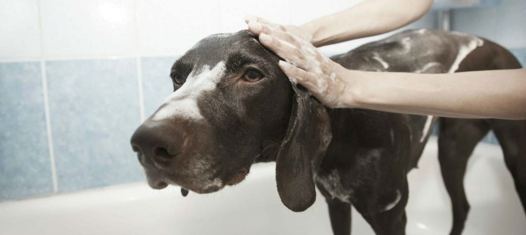 A dog having a bath being lathered in shampoo