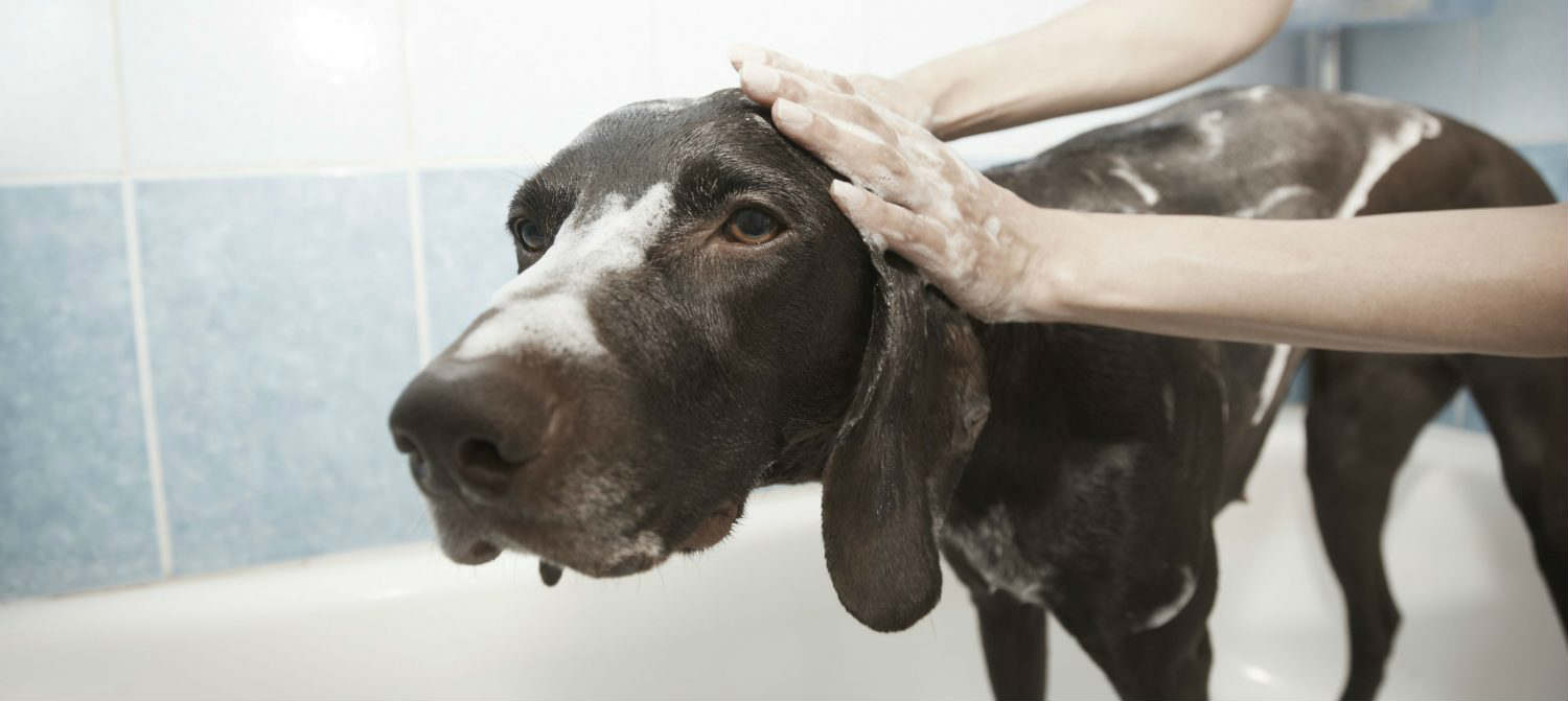 Why does my dog stink and what is the treatment?