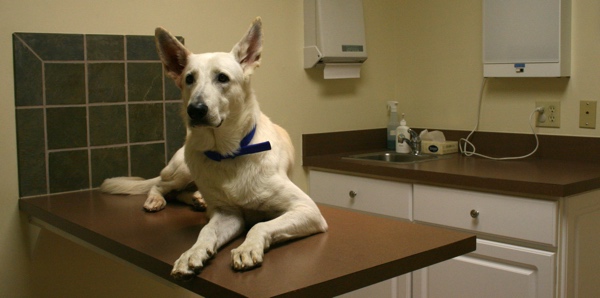 A dog is sitting on an exam table at a veterinary clinic