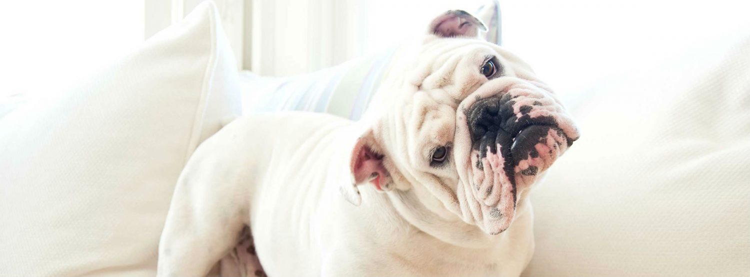 How do you treat skin fold dermatitis in dogs? How do you treat skin fold dermatitis in dogs?