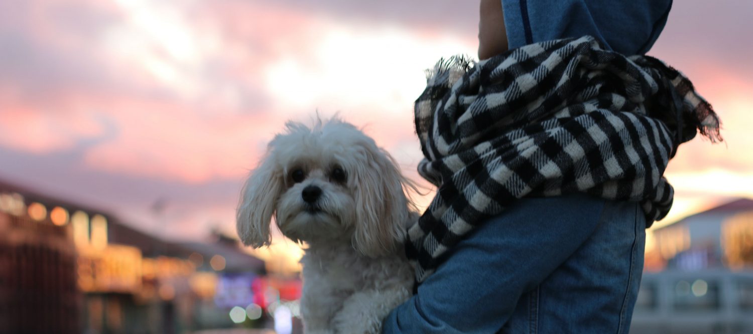 How can we relieve our dog’s pain who is suffering from cancer and how do you know when it’s the right time to say goodbye? How can we relieve our dog’s pain who is suffering from cancer and how do you know when it’s the right time to say goodbye?