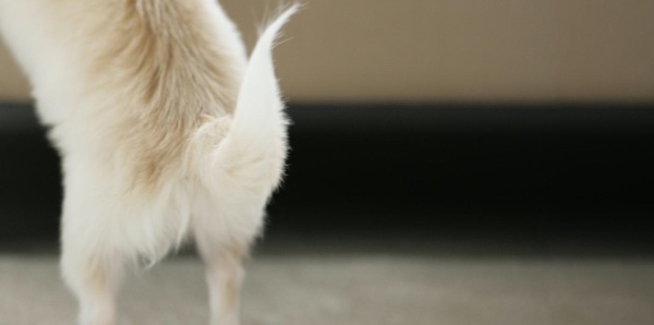 The back of a dog showing its tail