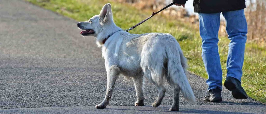 An owner walking their dog on a leash