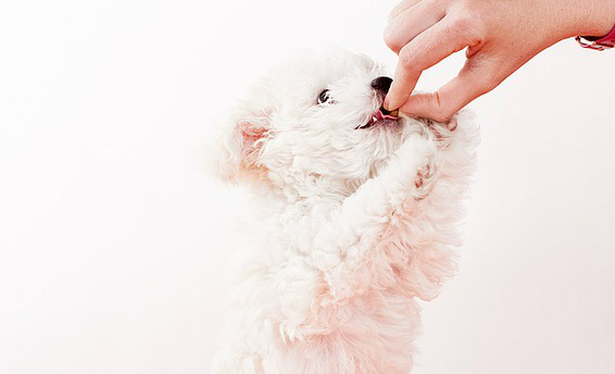 A white haired puppy being fed food of a person's hand