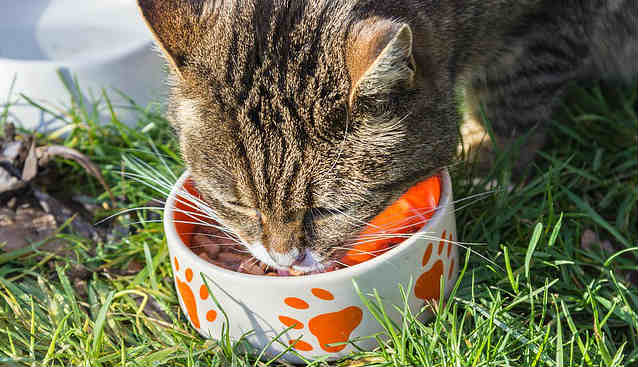 Why is my cat hungry all the time? Why is my cat hungry all the time?