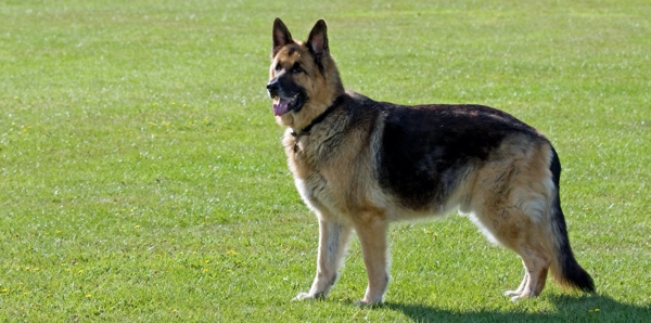 A German shepherd is standing on grass