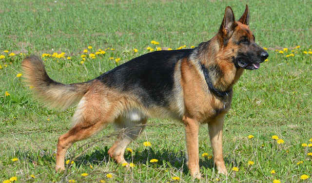 A German Shepherd standing in grass filled with dandelions