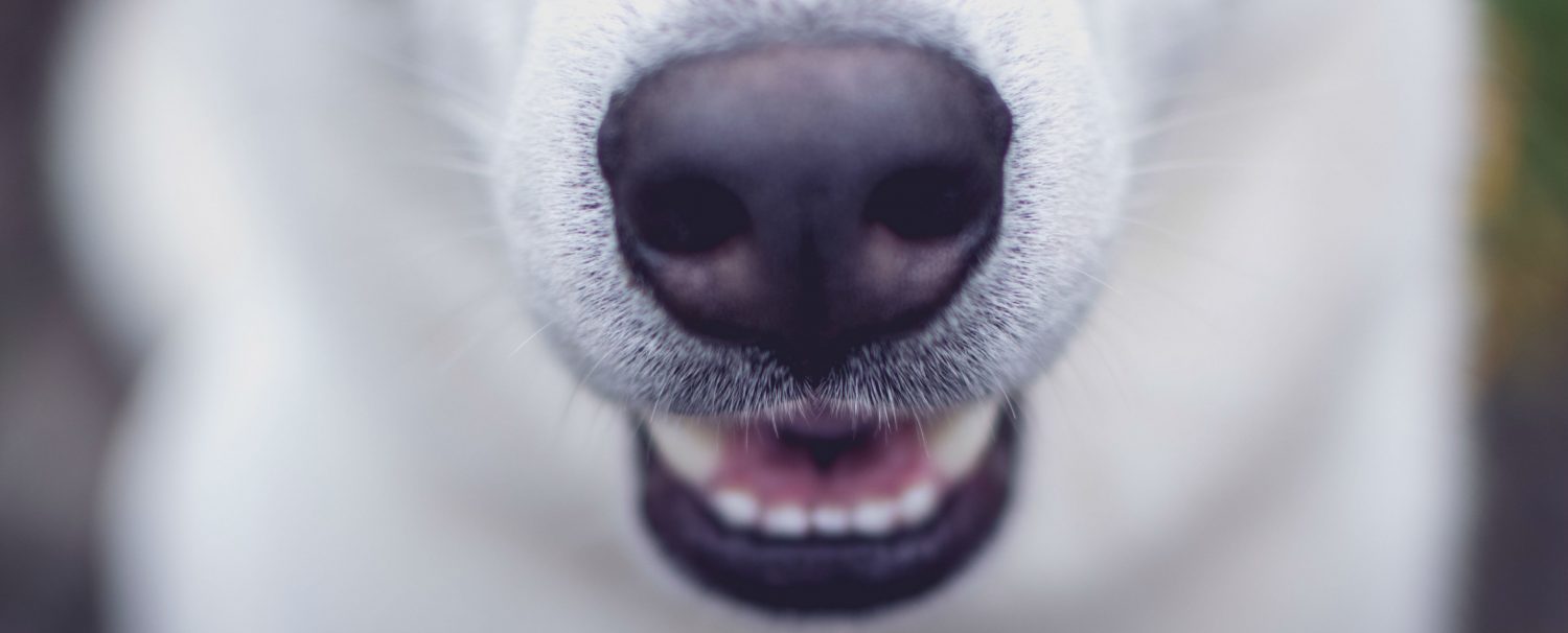 How do you get rid of bad dog breath?