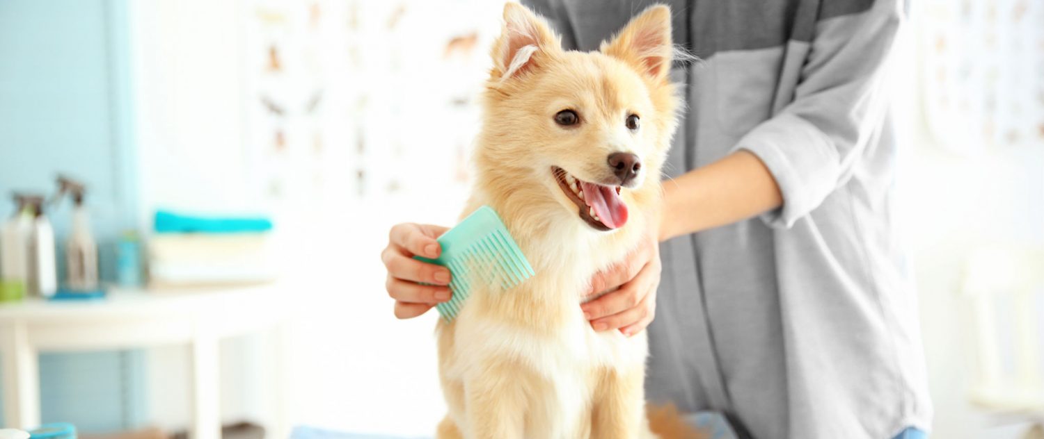 How do you get rid of a dog’s tear stains? How do you get rid of a dog’s tear stains?